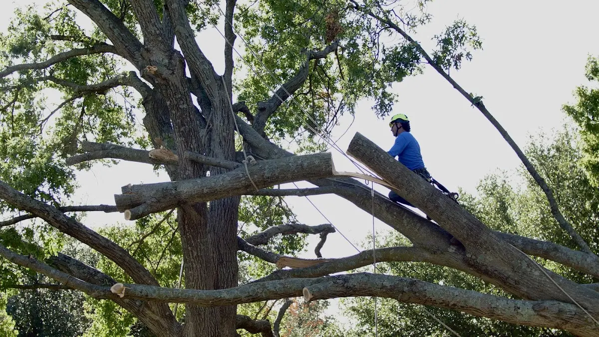 Professional Crown Thinning performed by certified arborists in New Salem