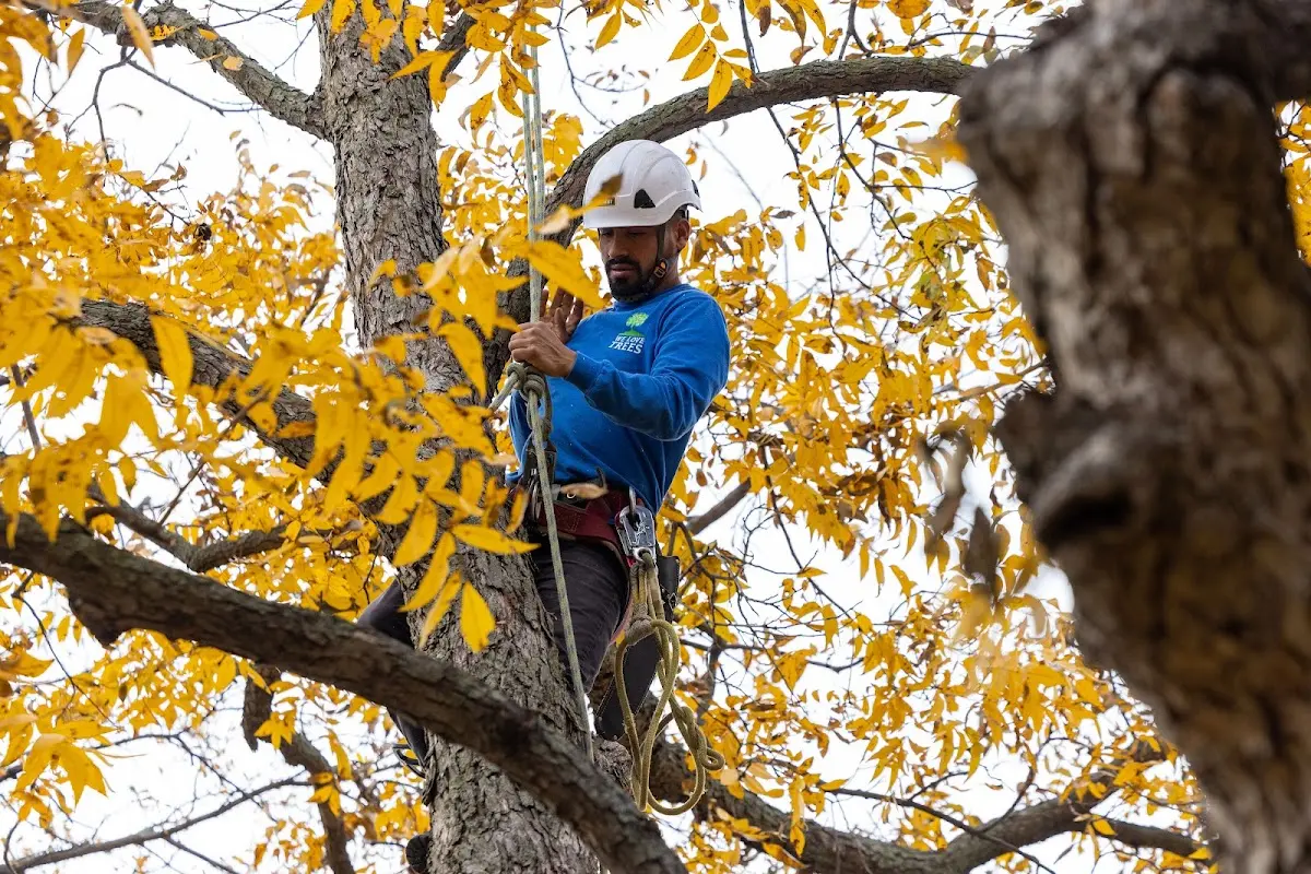 Skilled Tree Transplanting crew working in New Salem