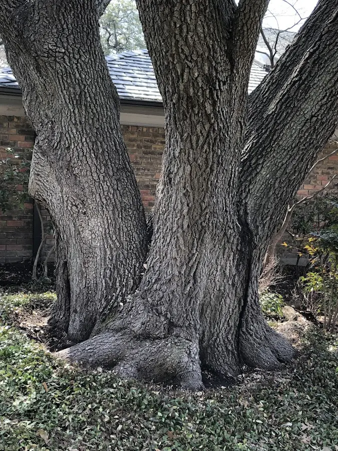 Mature heritage tree close to a New Salem property cared for by certified arborists